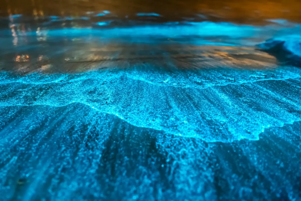 Bio-luminescence, Mosquito Bay, Puerto Rico.