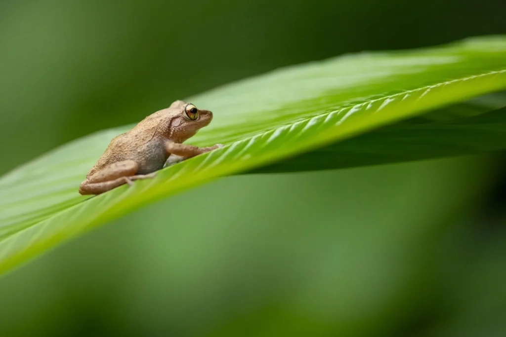 Coqui frogs