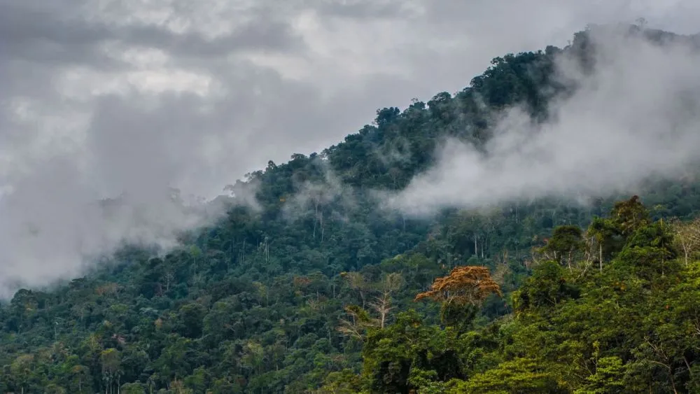 Manu National Park