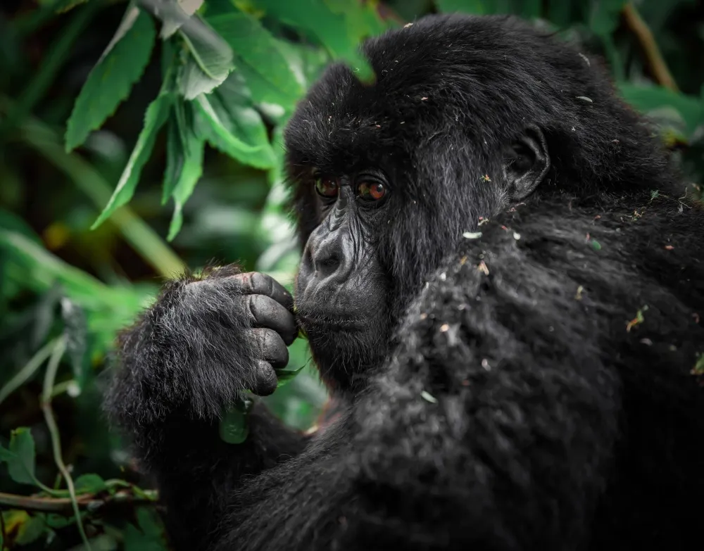 A mountain gorilla. These creatures are synonymous with Rwanda.
