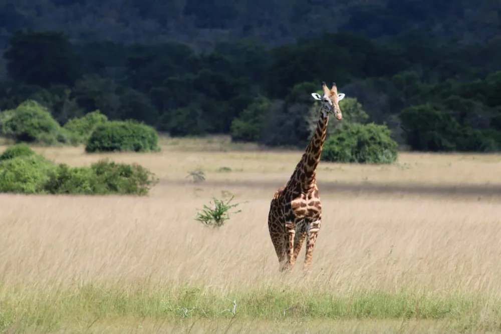 Giraffe