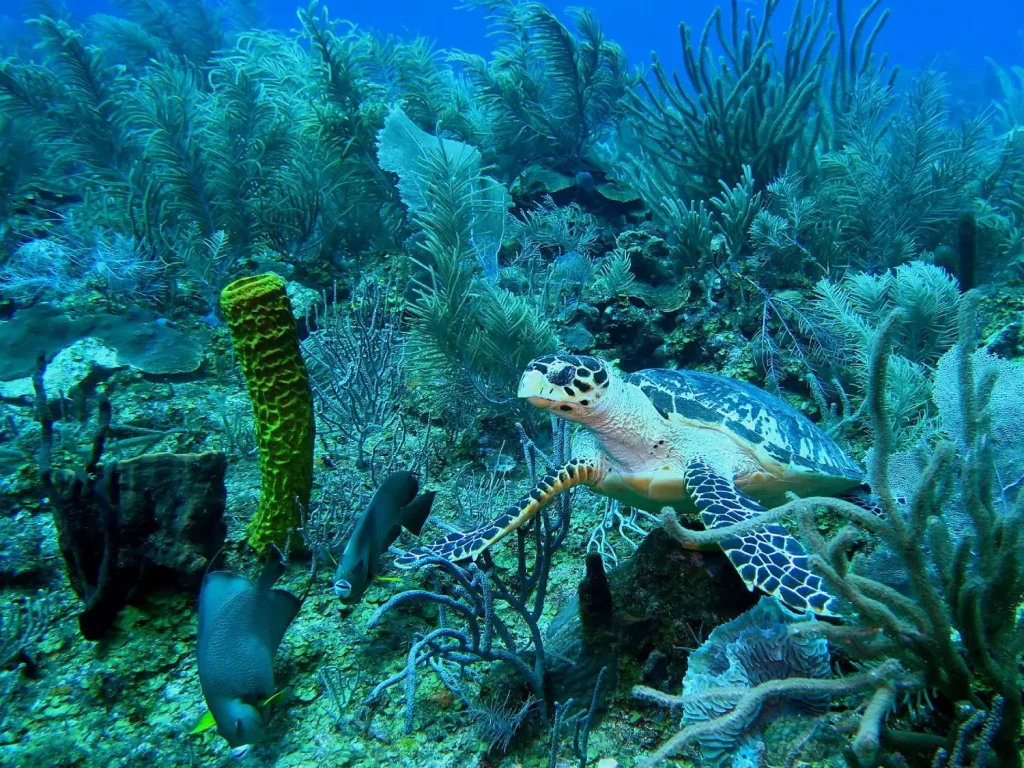 Turtle swimming in the water in Belize