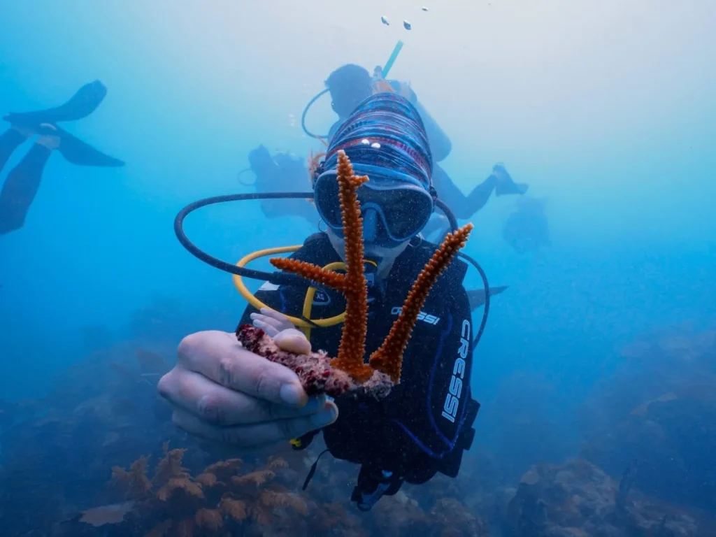 Coral Nursery