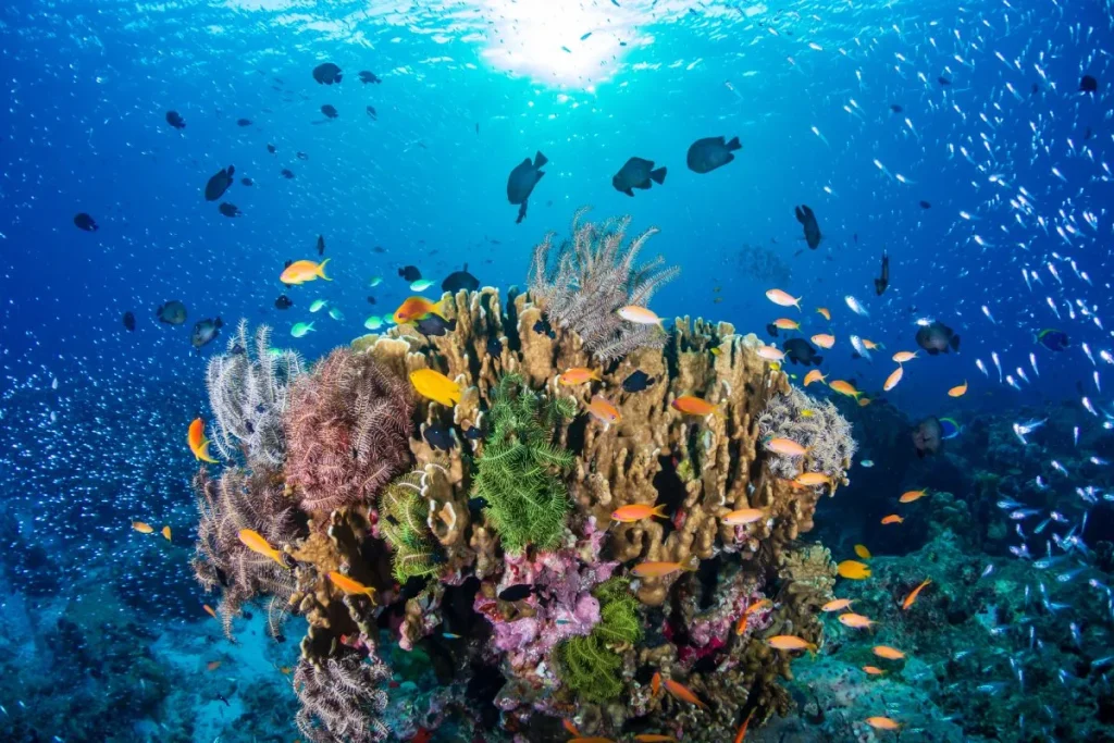 Tropical Fish Underwater Scene